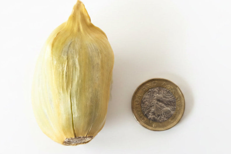 Elephant Garlic Cloves x 10 - Plus 2 Free