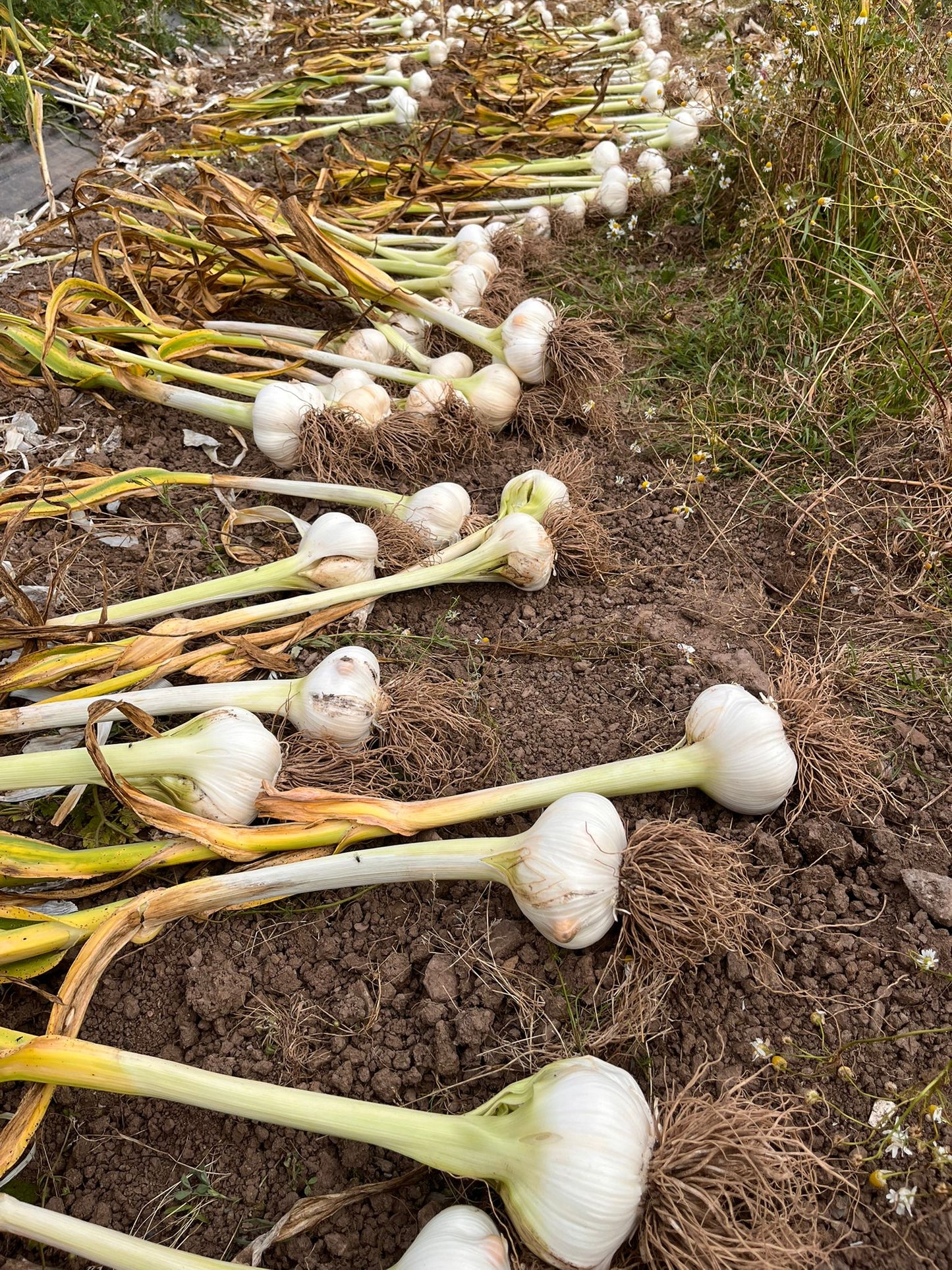Elephant Garlic Cloves