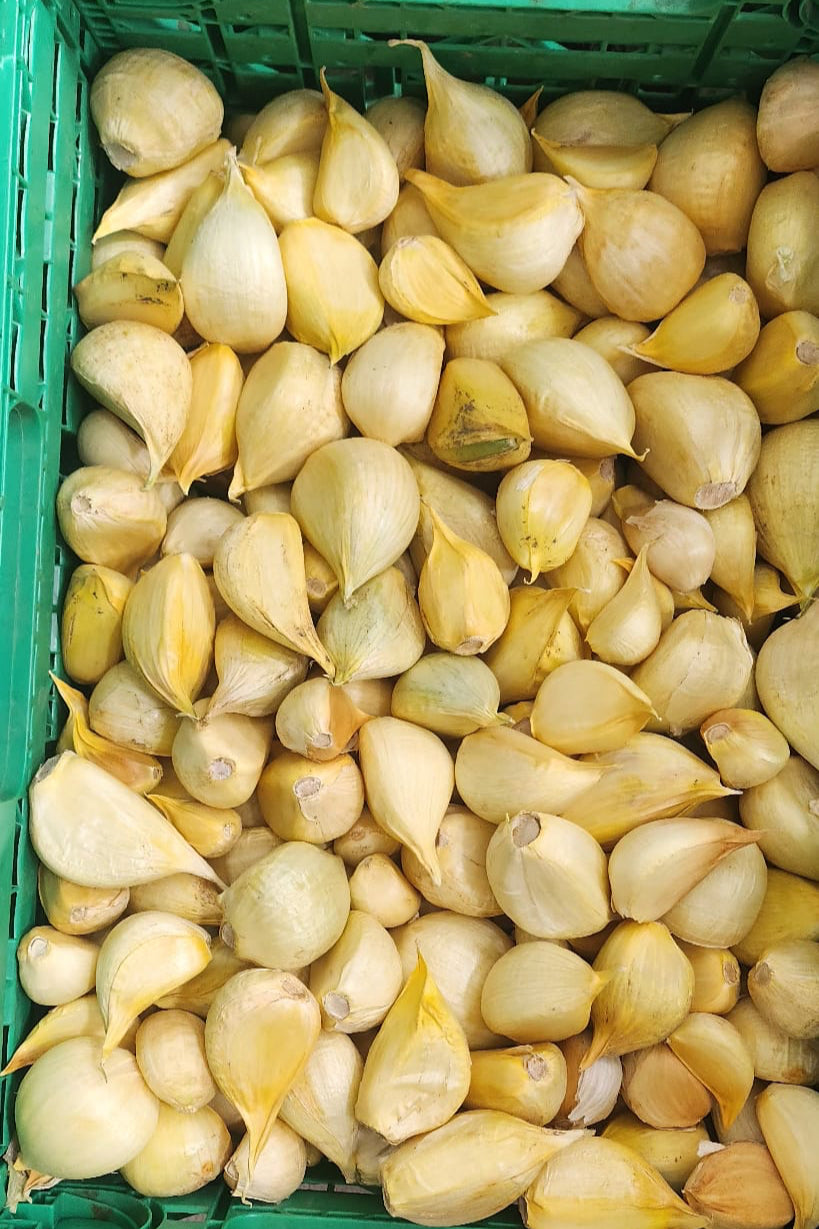 Elephant Garlic Cloves