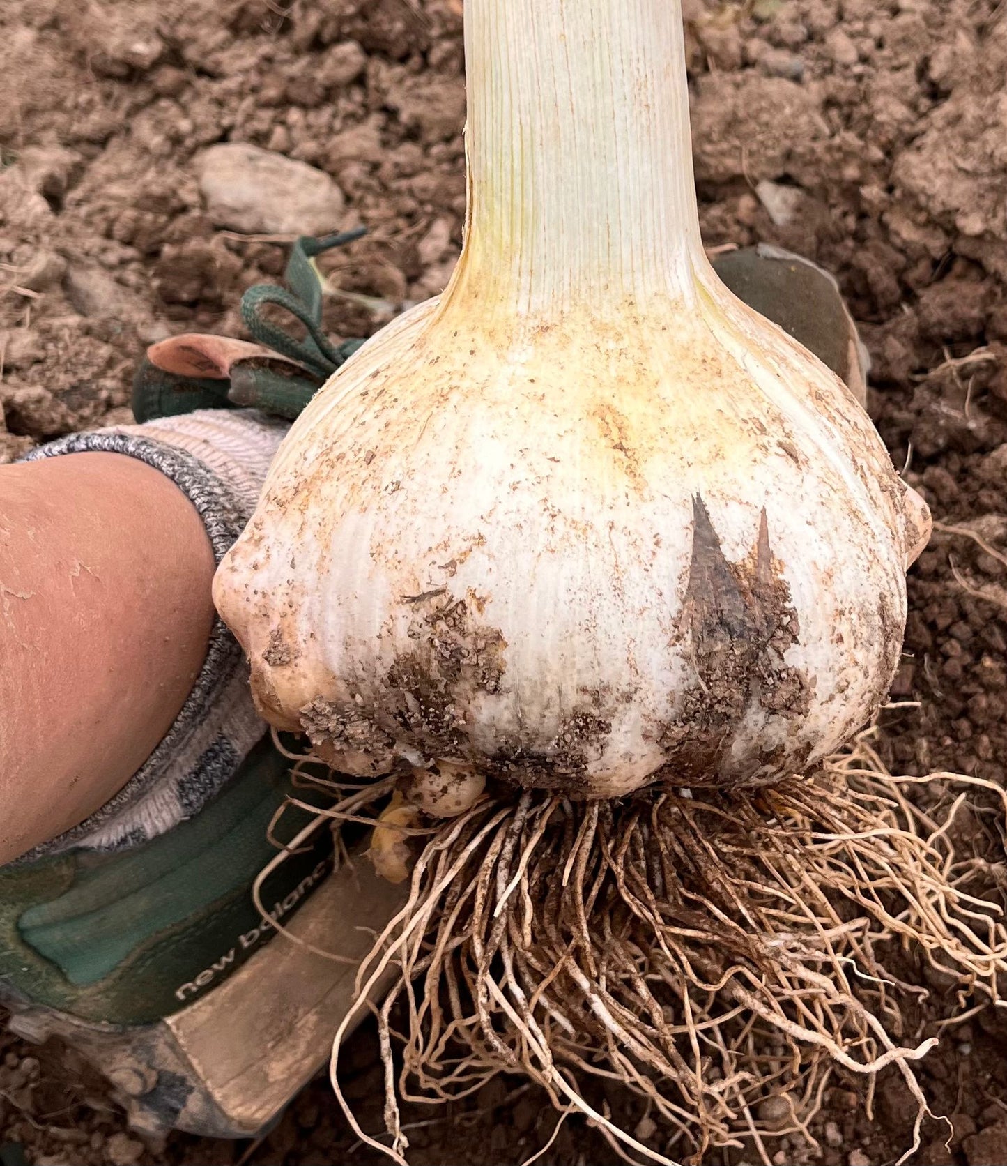 Elephant Garlic Cloves